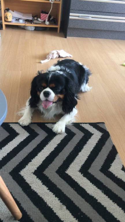 Garde animaux en Haute-Marne : Garde chien et chat en famille ou à 