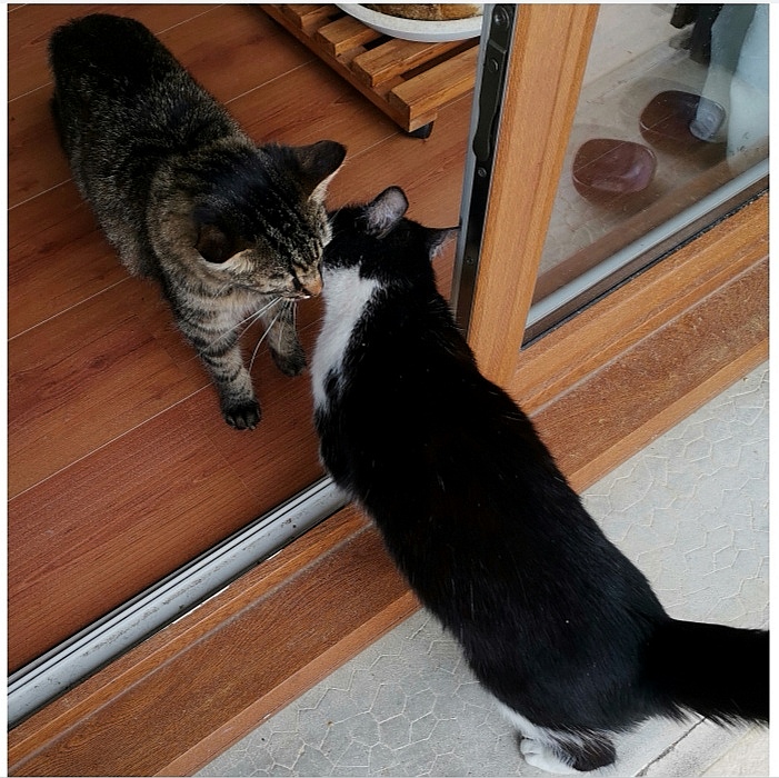 Faire Garder Votre Animal A Limas Avec Celiane Faire Garder Votre Animal A Limas Avec Celiane