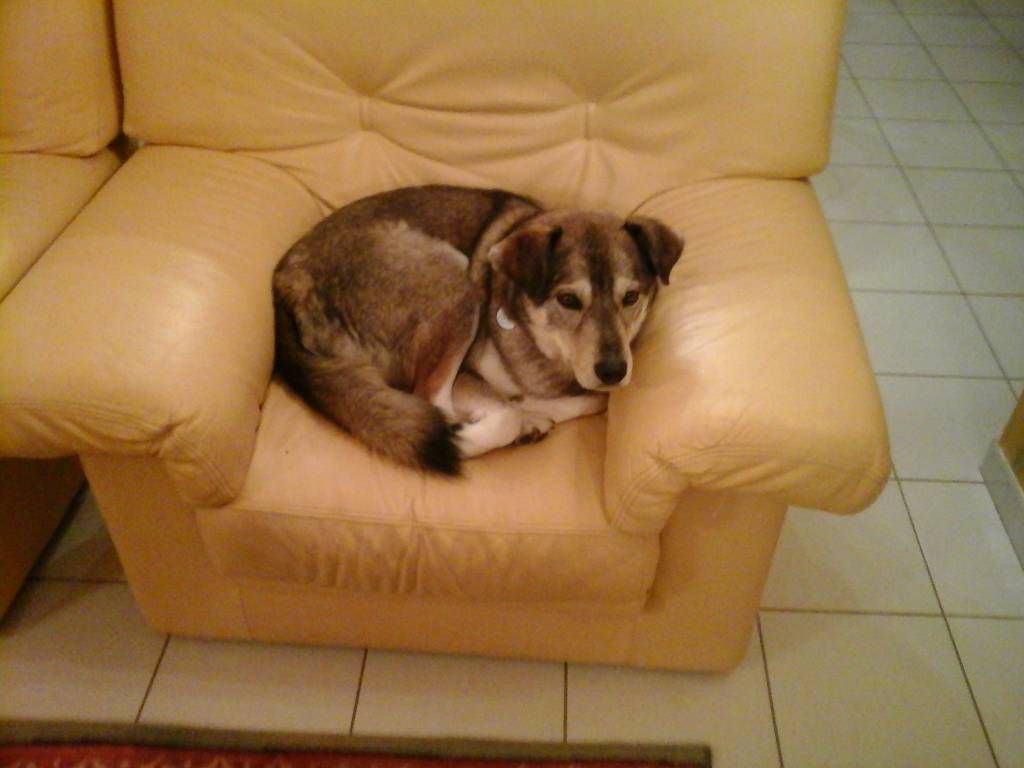pascal dog sitter à Maillé 37800_3