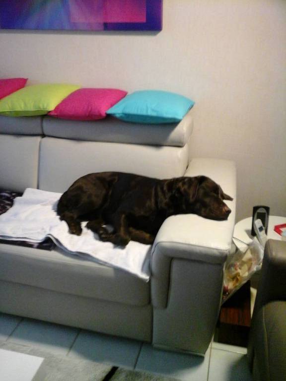 pascal dog sitter à Maillé 37800_4