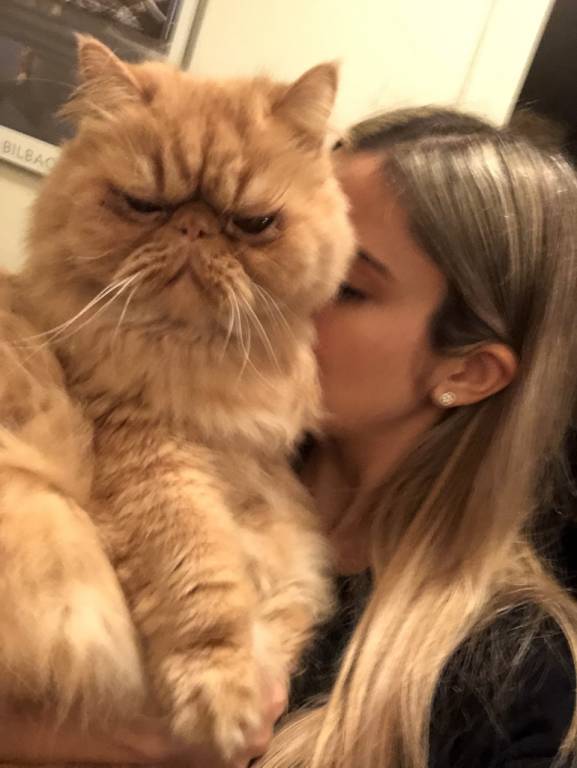 chat clichy sous bois
