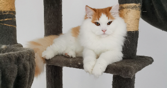 Sandrine cat sitter à ESSARTS EN BOCAGE (L OIE) 85140