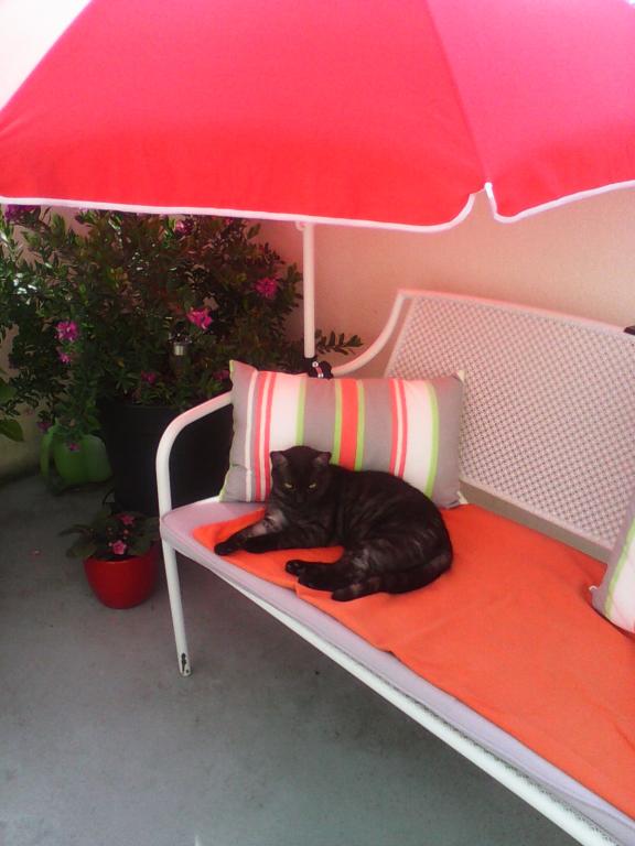 JOCELYNE cat sitter à Jouy-le-Moutier 95280_2