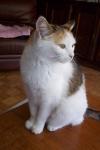 MARIE cat sitter à Clayes-sous-Bois (Les) 78340